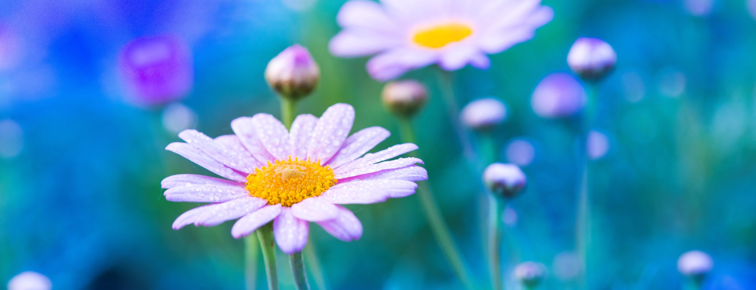 NUHS On-campus Garden - National University Of Health Sciences